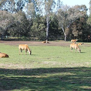 Eland