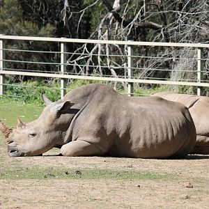 White Rhino