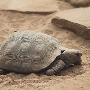 Galapagos Tortoise