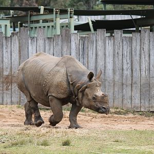 Greater One-horned Rhino