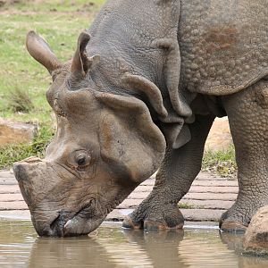 Greater One-horned Rhino