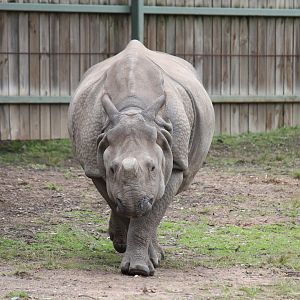 Greater One-horned Rhino