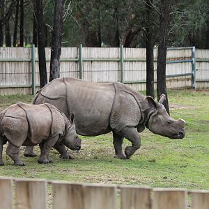 Greater One-horned Rhinos