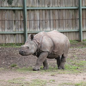 Greater One-horned Rhino