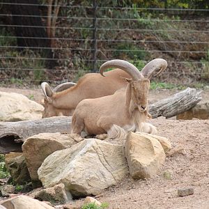 Barbary Sheep