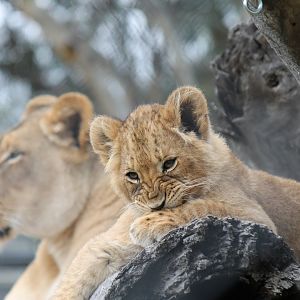 Lion Cub