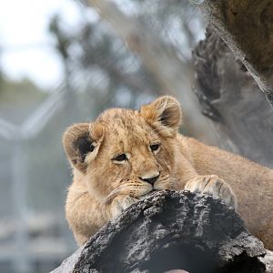 Lion Cub