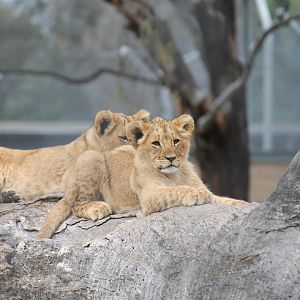 Lion Cubs