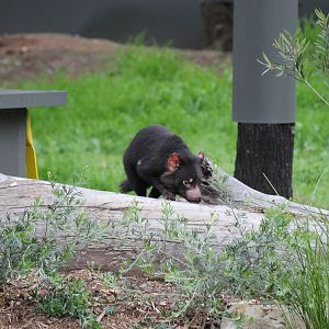 Tasmanian Devil