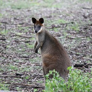 Swamp Wallaby