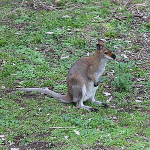 Red-necked Wallaby