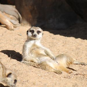 Meerkat