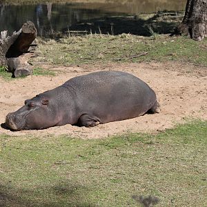 Hippo