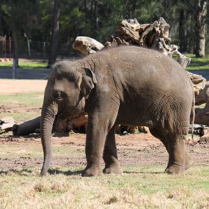 Asian Elephant