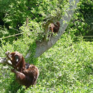 Bornean orangutans on the large island, May 2022