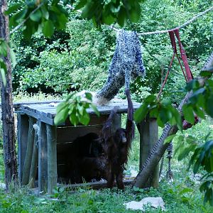 Bornean orangutans on the small island, July 2022