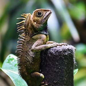 Bell's Anglehead Lizard (Gonocephalus bellii)