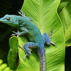 Graham's Anole (Anolis grahami)