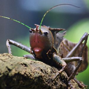 Dragon-headed Katydid (Eumegalodon blanchardi)