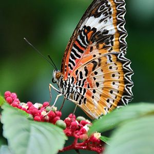 Leopard Lacewing (Cethosia cyane)
