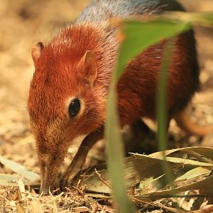 Black-and-rufous senghi (August 2021)