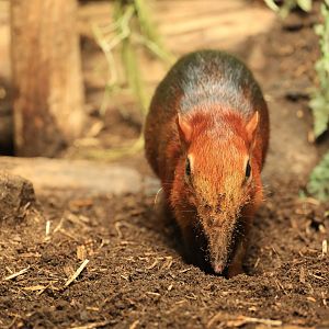 Black-and-rufous senghi (August 2021)