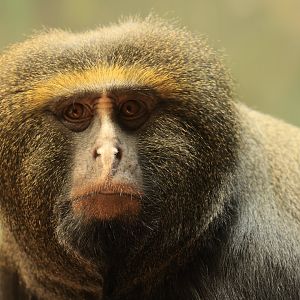 Owl-faced monkey (August 2021)