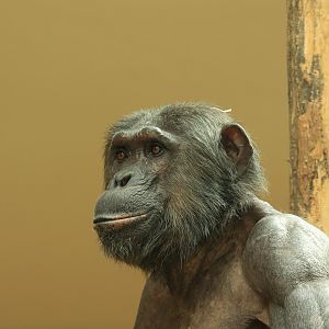 Chimpanzee (August 2021)
