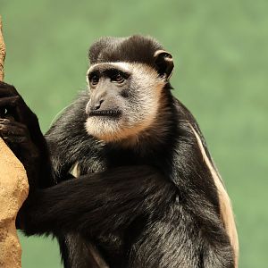 Guereza (August 2021)