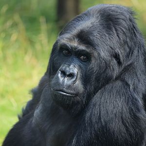 Eastern lowland gorilla (August 2021)