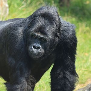 Eastern lowland gorilla (August 2021)
