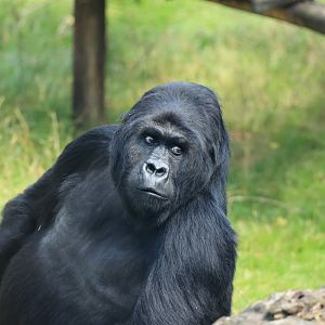 Eastern lowland gorilla (August 2021)