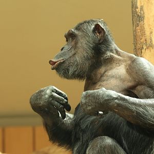 Chimpanzee (August 2021)