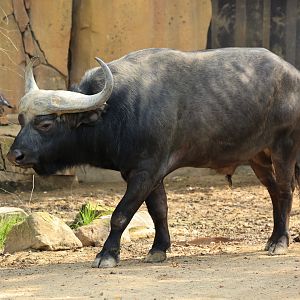 Cape buffalo (August 2021)