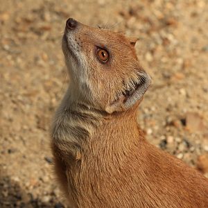 Yellow Mongoose (August 2021)