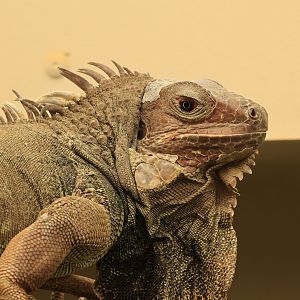 Green iguana (August 2021)