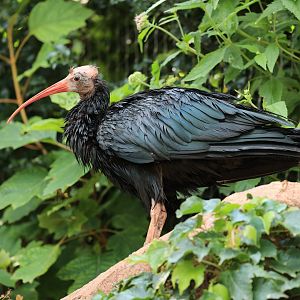 Northern bald ibis (August 2021)