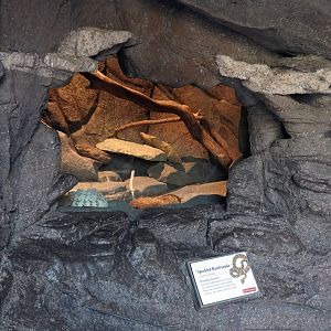 Aug. 2022 - The Desert - Speckled Rattlesnake Exhibit