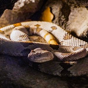 Aug. 2022 - The Desert - Banded Rock Rattlesnake