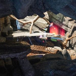 Aug. 2022 - The Desert - Banded Rock Rattlesnake Exhibit