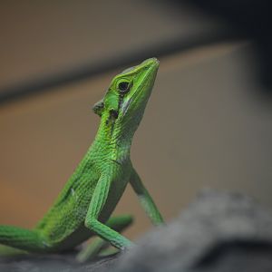 Dallas Zoo - Unknown Lizard
