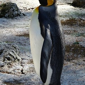 King Penguin (Aptenodytes patagonicus)