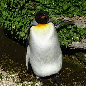 King Penguin (Aptenodytes patagonicus)