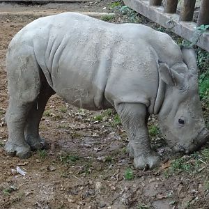 White Rhino Calf (Ceratotherium simum)