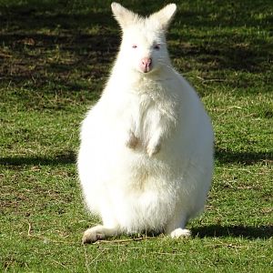 Albino Bennett's Wallaby (Notamacropus rufogriseus)