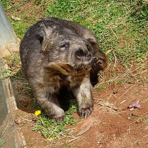 Southern Hairy-Nosed Wombat (Lasiorhinus latifrons)