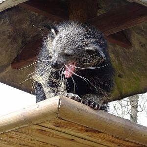 Binturong (Arctictis binturong)