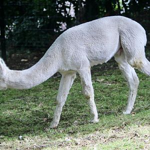 Alpaca (Vicugna pacos) at Belfast Zoo - 19/08/2022