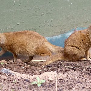 Yellow mongooses (Cynictis penicillata) at Belfast Zoo - 19/08/2022
