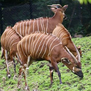 Eastern bongos (Tragelaphus eurycerus isaaci) at Belfast Zoo - 19/08/2022